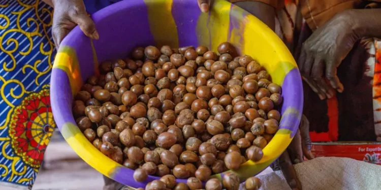 Tinubu extends raw shea nut export ban to 2027