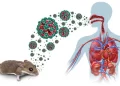 Urgent measures needed against hantavirus – Punch
