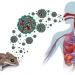 Urgent measures needed against hantavirus – Punch