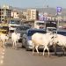 FG moves to end open grazing, identifies 470 gazetted reserves