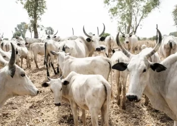 Herders’ violence: Enough excuses, implement ranching – Punch