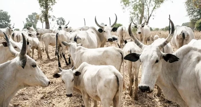Herders’ violence: Enough excuses, implement ranching – Punch