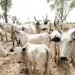 Herders’ violence: Enough excuses, implement ranching – Punch